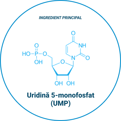 Uridina 1